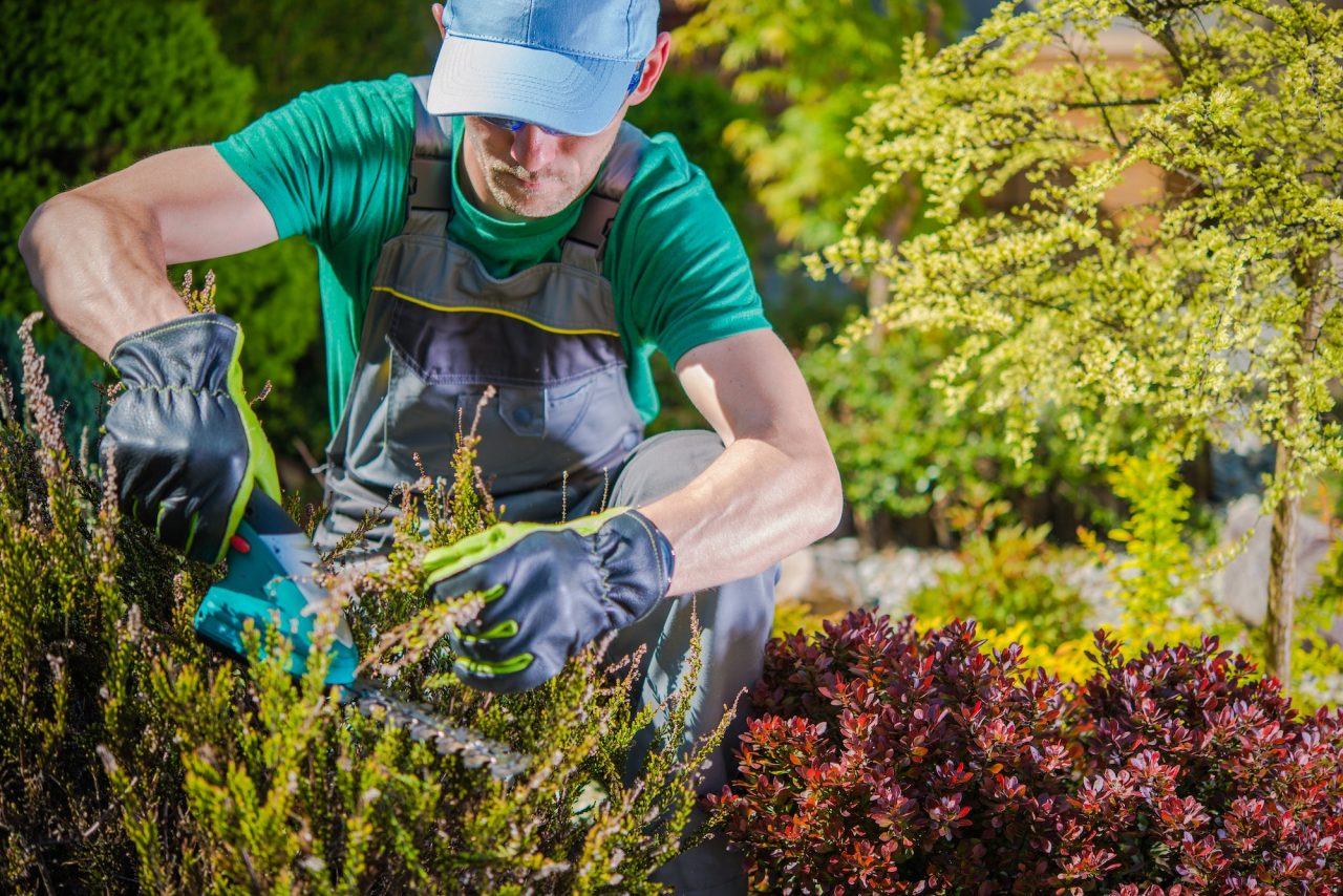 Gardener in a cap and gloves trims bushes with pruning shears in a lush garden. He's wearing a green shirt and overalls, surrounded by various plants and greenery.
