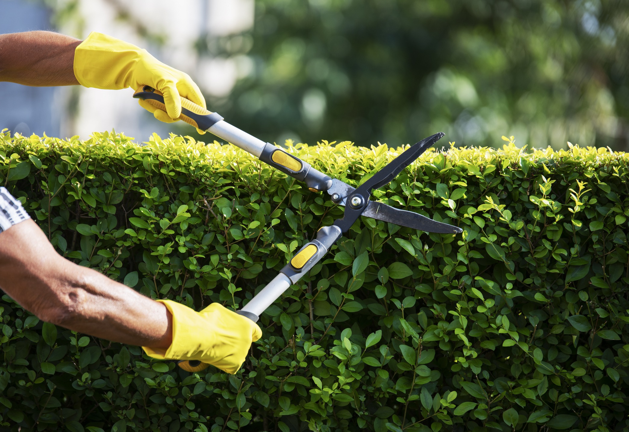 A person wearing yellow gloves trims a neatly manicured hedge using large garden shears. The leaves are a vibrant green, and the background is slightly blurred, suggesting a sunny day.