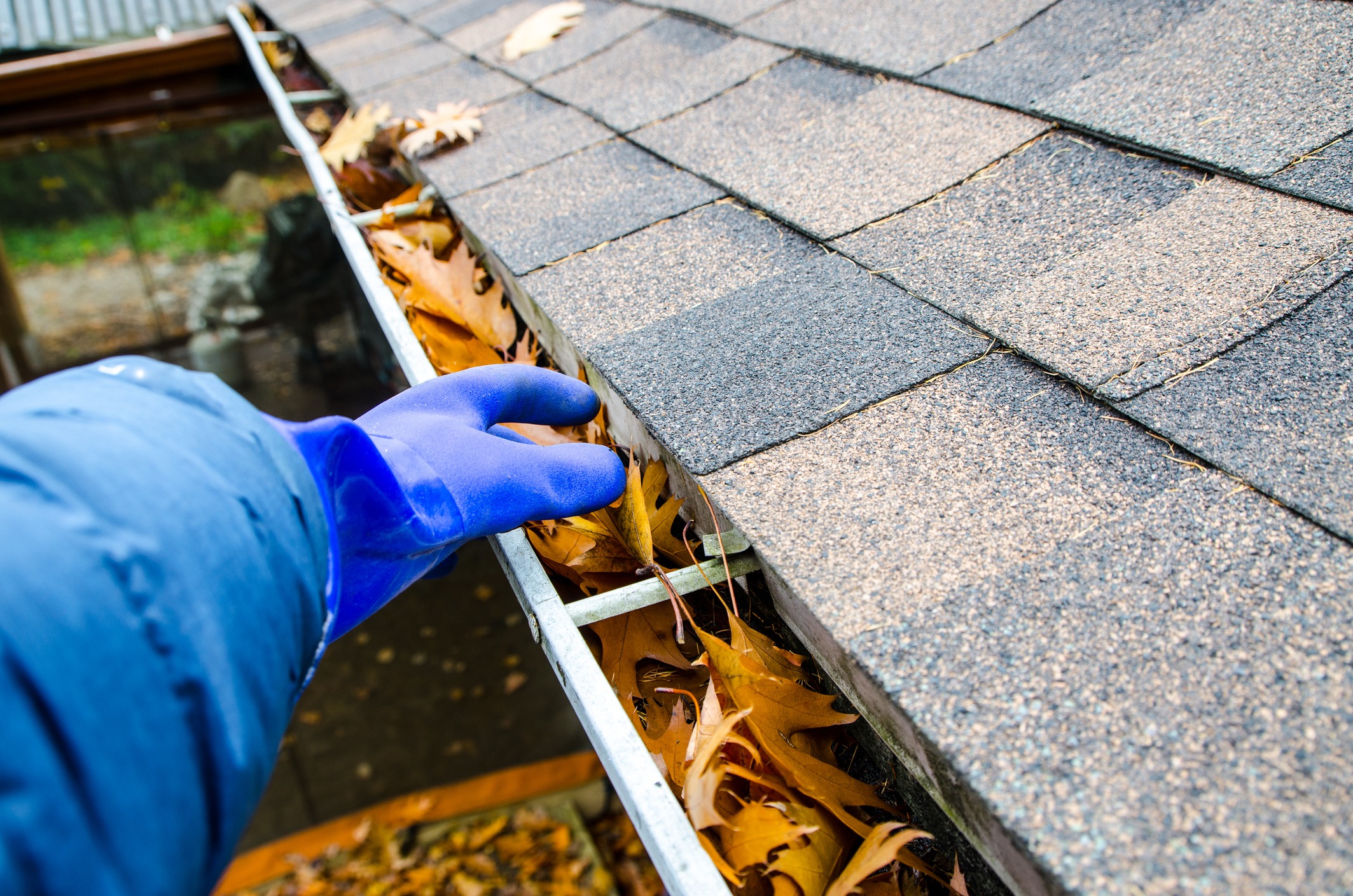 A person wearing a blue glove is cleaning a gutter filled with brown leaves. The shingles on the roof are visible, and the surrounding area is dotted with more fallen leaves.