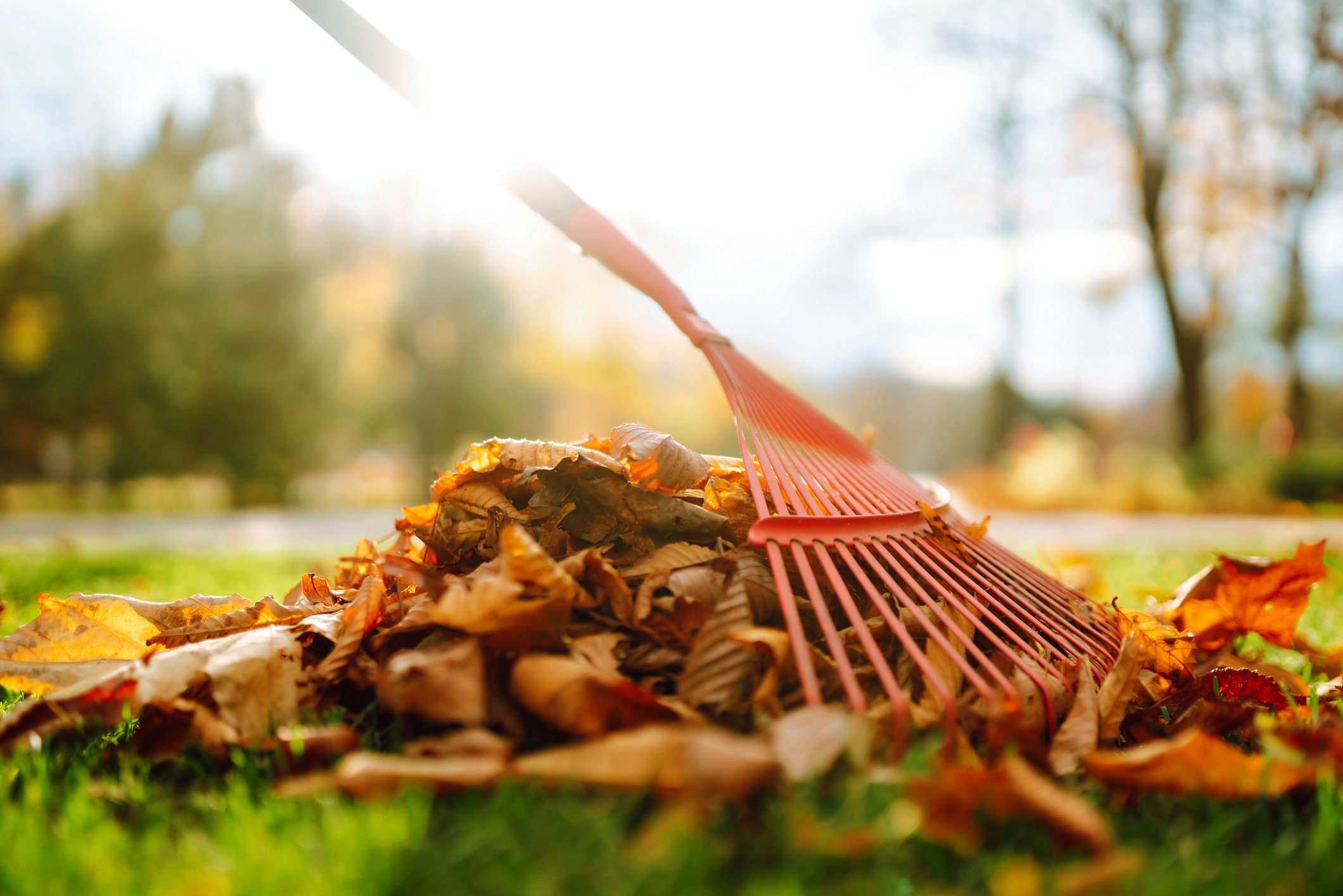 Close-up of an orange rake collecting a pile of colorful autumn leaves on a green lawn. The sun shines brightly in the background, creating a warm and vibrant atmosphere. Trees with blurred foliage can be seen in the distance.
